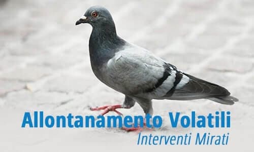 allontanamento piccioni