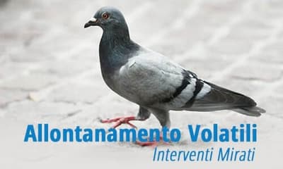 allontanamento piccioni