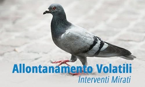 allontanamento piccioni